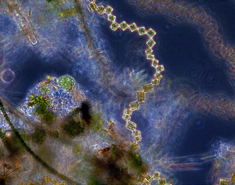 Plankton - Leigh Marsh